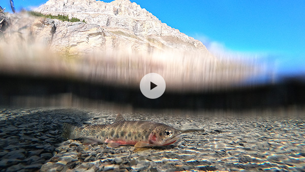 Vidéo : Sauvegarder les truites menacées dans le parc national Banff