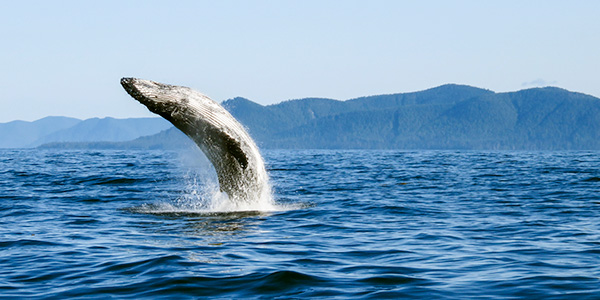 Une baleine à bosse fait un saut spectaculaire dans l’océan de la réserve d'aire marine nationale de conservation et site du patrimoine haïda Gwaii Haanas.