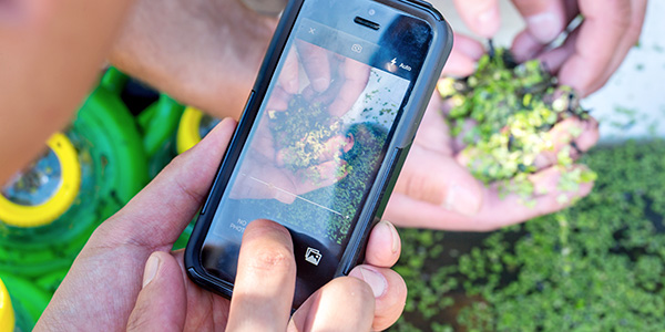 Un bénévole photographiant, à l’aide de son téléphone intelligent, l’insecte qu’il vient de trouver lors de l’événement BioBlitz sur l’Île Sidney. Réserve de parc national des Îles-Gulf.