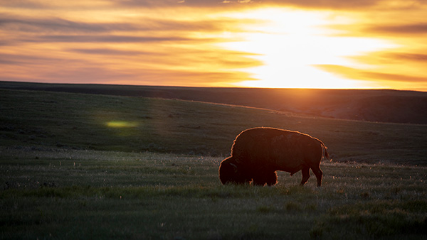 A bison grazing in Grasslands National Park with the sunset in the background.