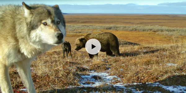 Un gros plan d’un loup devant un ours et un autre loup au parc national Ivvavik.