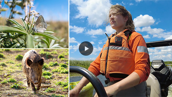 Video: Taking on invasive species in a rare marsh habitat, Parks Canada Field Notes Series