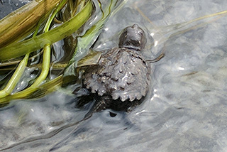 Une tortue dans l’eau près de la végétation.